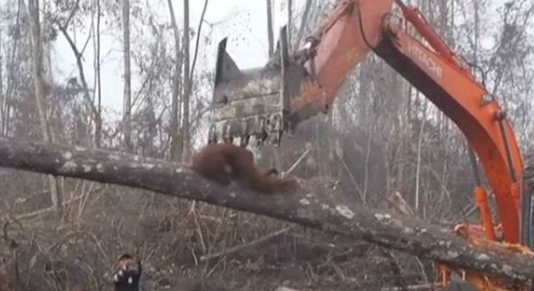 VIDEO: Orangután pelea con excavadora para proteger su hogar