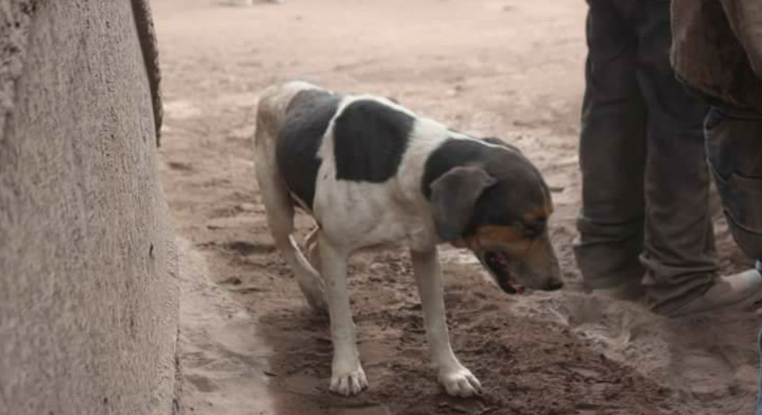 Perrito ayuda a rescatistas a localizar los cuerpos de sus dueños de entre las cenizas