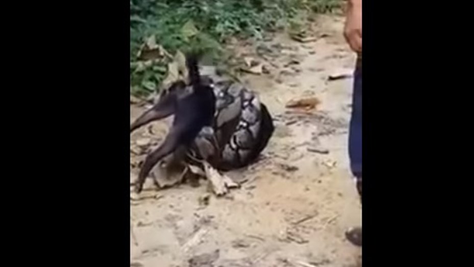 VIDEO: Increíble rescate de perrito a punto de morir devorado por una boa