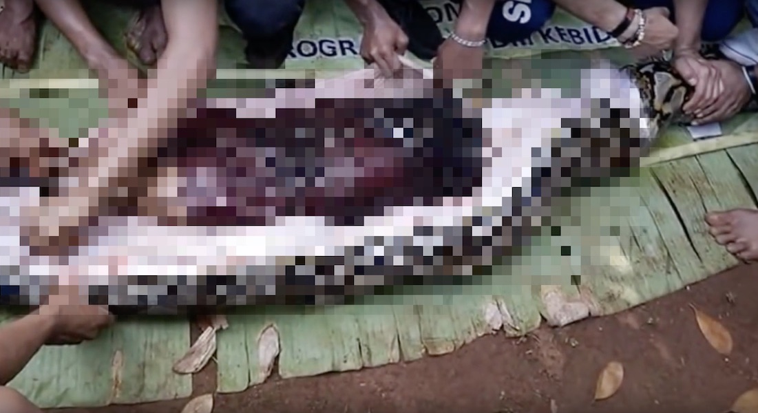 VIDEO: Mujer desaparecida es encontrada dentro de una pitón gigante