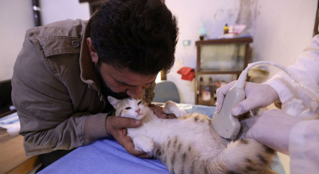 Hombre protege a gatos de la guerra en Siria