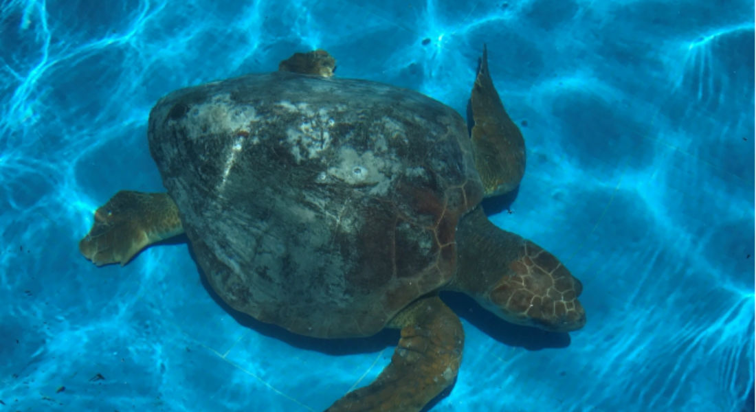 VIDEO: Tortuga viajaba por el mar con 800 kilos de “perico”