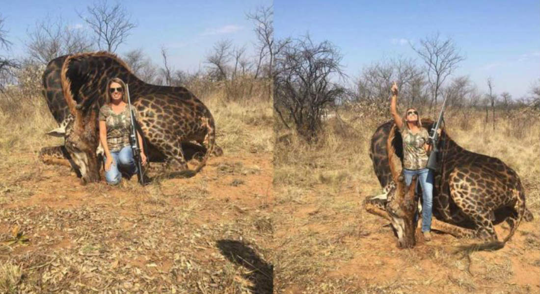 Mujer da caza a jirafa negra y causa furia en redes sociales