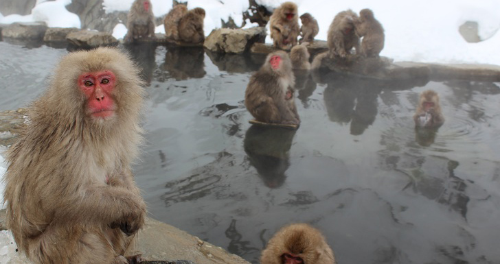 Te urge un baño con agua caliente y los monos japoneses te dicen por qué