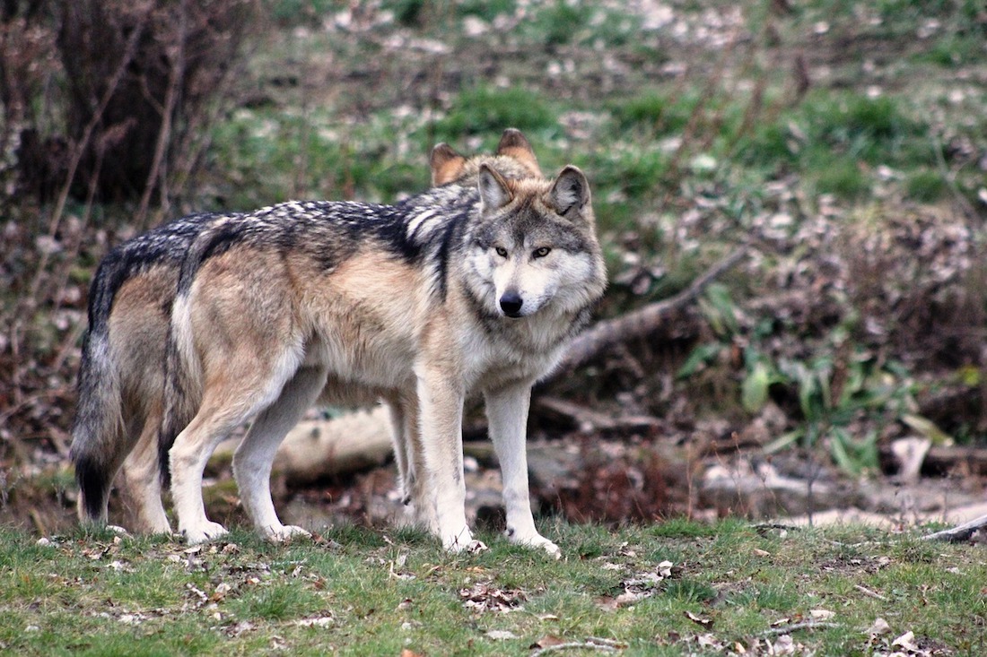 El lobo gris mexicano sale de la lista de especies en peligro de extinción