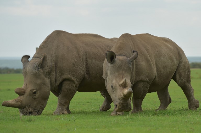 Embriones in vitro, esperanza para salvar al rinoceronte blanco