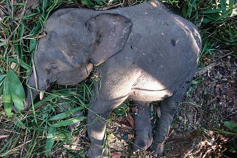 Asesinan en Malasia a elefante de Borneo, especie en peligro de extinción