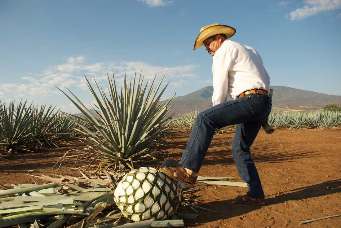 Tequila mexicano conquista paladares chinos