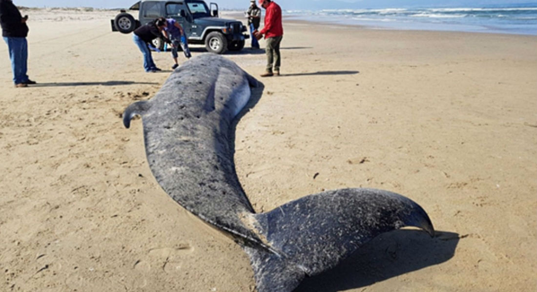 Atienden varamiento de ballena de aleta en playas de Sinaloa