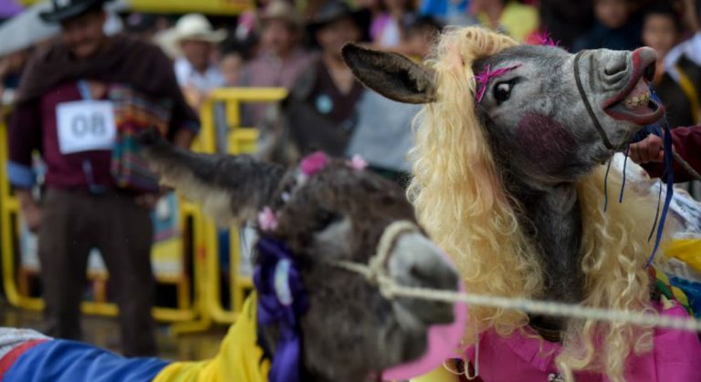 Asno vestido de campesina gana el reinado del burro en Colombia