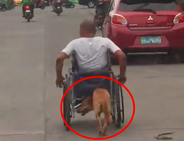 VIDEO: Perrito ayuda a su dueño con discapacidad