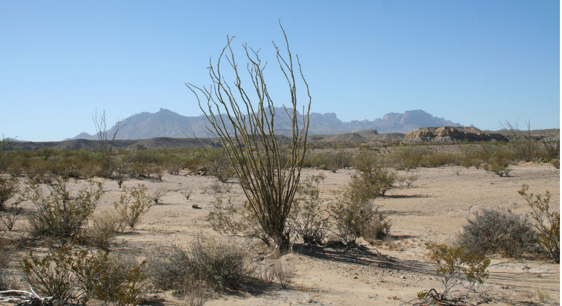 Avanza restauración de zonas áridas de Chihuahua