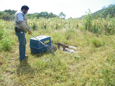 Rescatan a mil 454 ejemplares de fauna silvestre en Morelos
