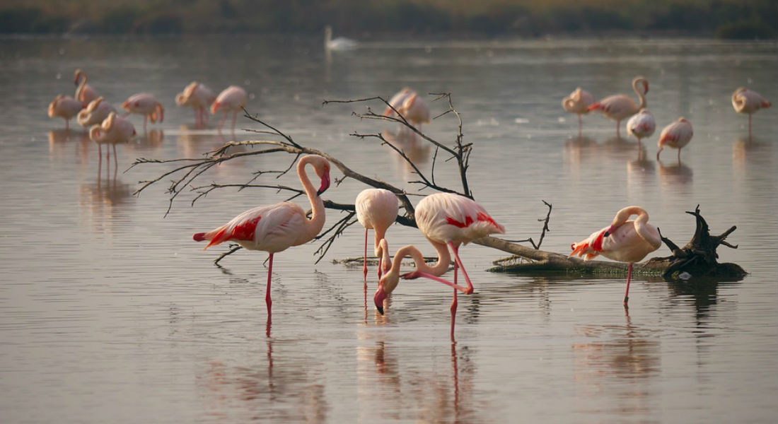 Película causa la pérdida de 500 huevos de flamencos rosas en Francia