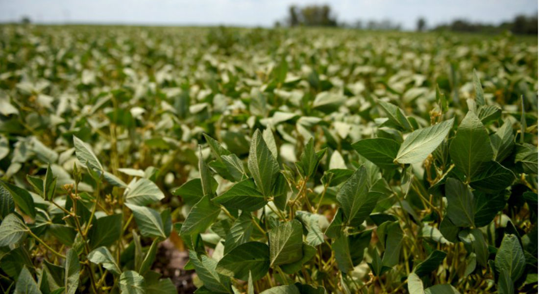 Comienza en EEUU primer juicio por herbicida de glifosato de Monsanto