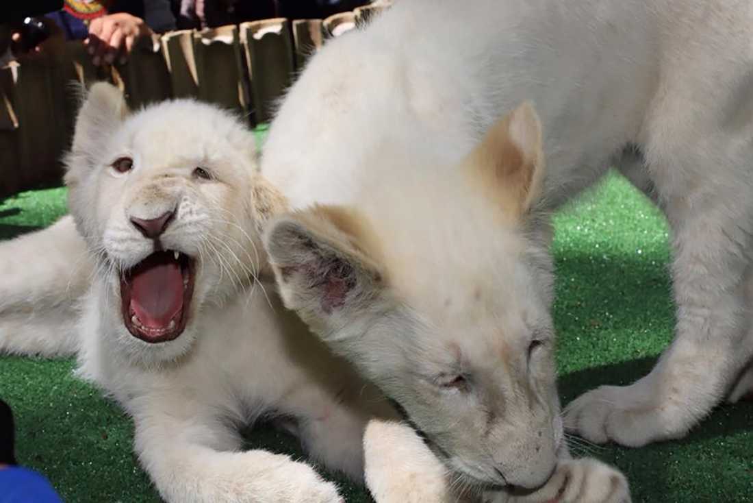 Leones blancos gemelos, en Zoológico del Altiplano en Tlaxcala