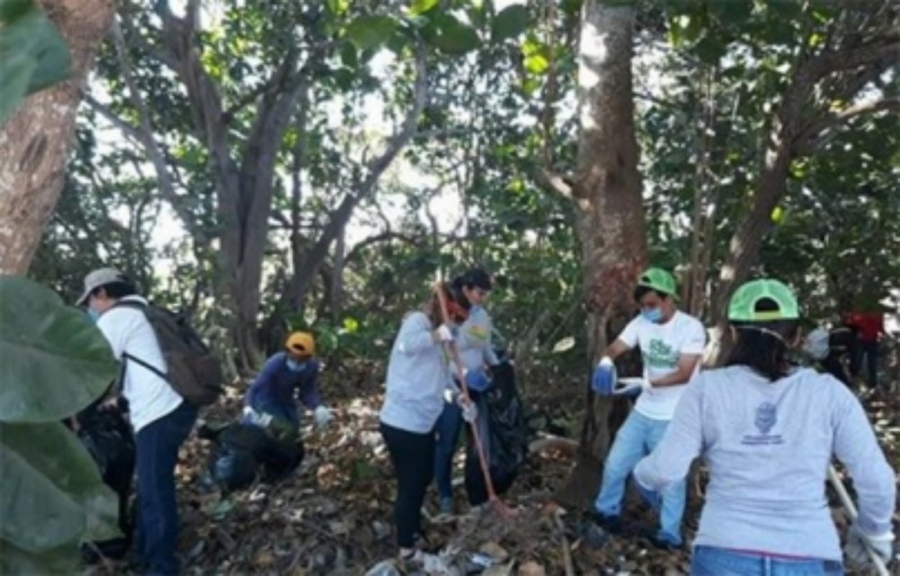 Conafor invertirá 110 mdp para rescatar manglares en México