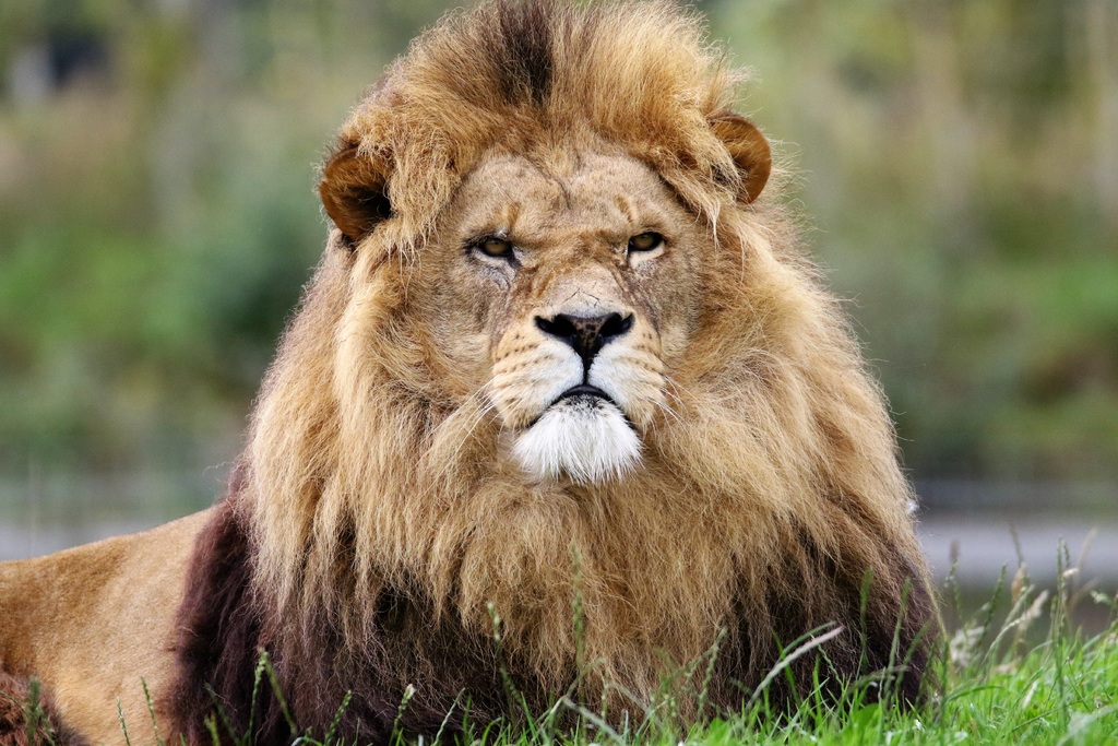 Tres cazadores son devorados por leones en Sudáfrica