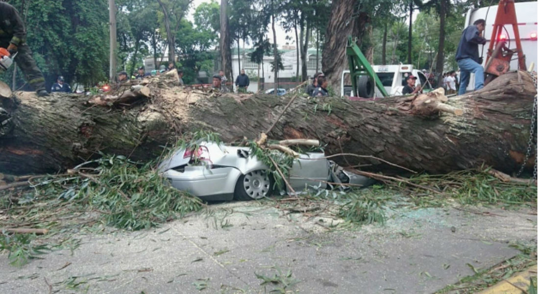 Cae árbol sobre automóvil y fallece conductor