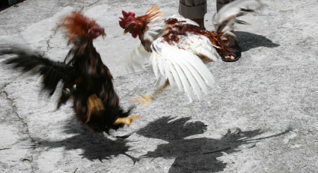 Las peleas de gallos, la moda en Siria