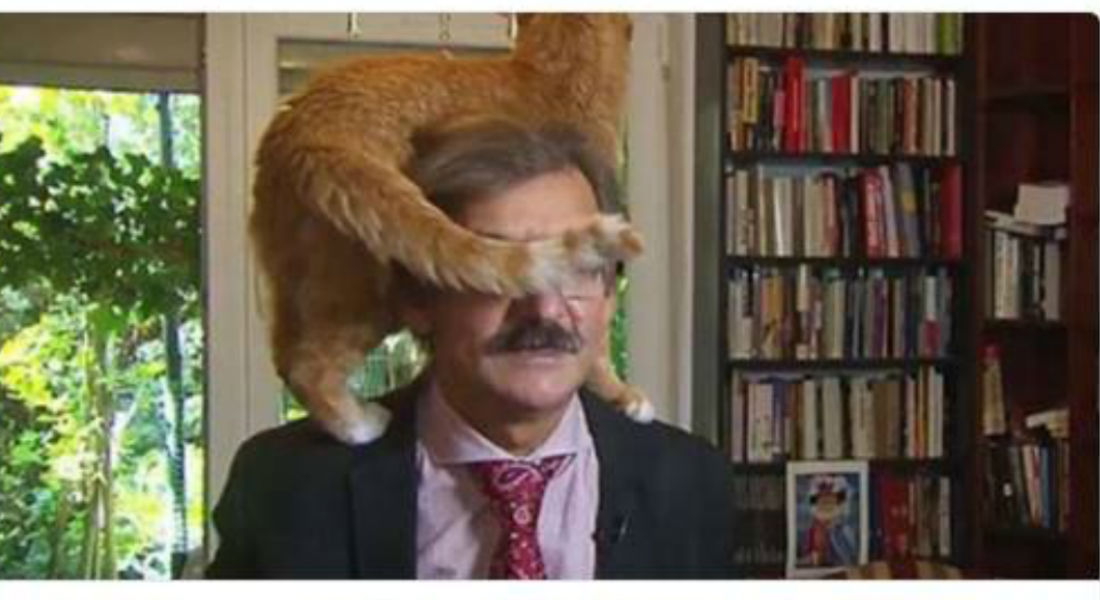 VIDEO: Politólogo concede entrevista con gato en la cabeza