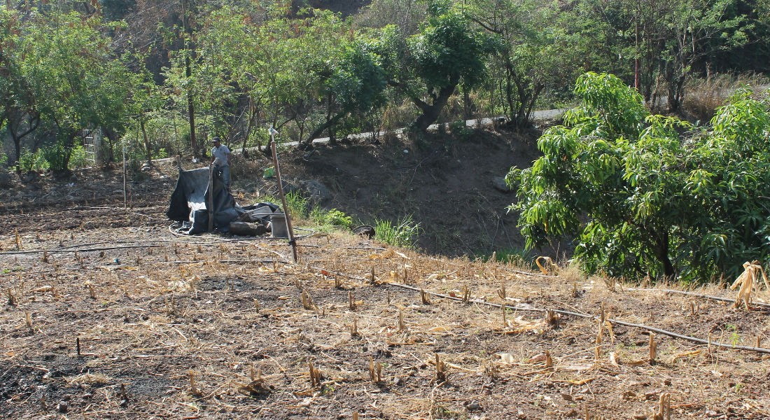 La FAO usará tecnología para monitorear sequía en Guatemala