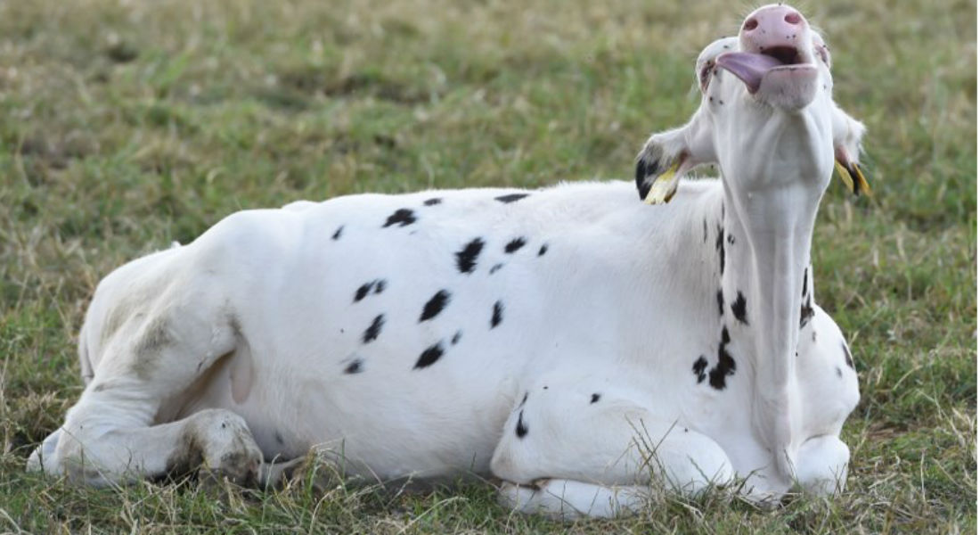 Inventan orinal para vacas destinado a reducir emisiones de gas