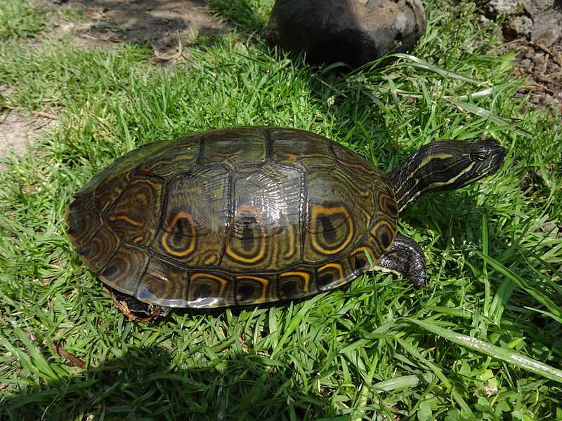 Profepa asegura 23 tortugas y loros en Chihuahua