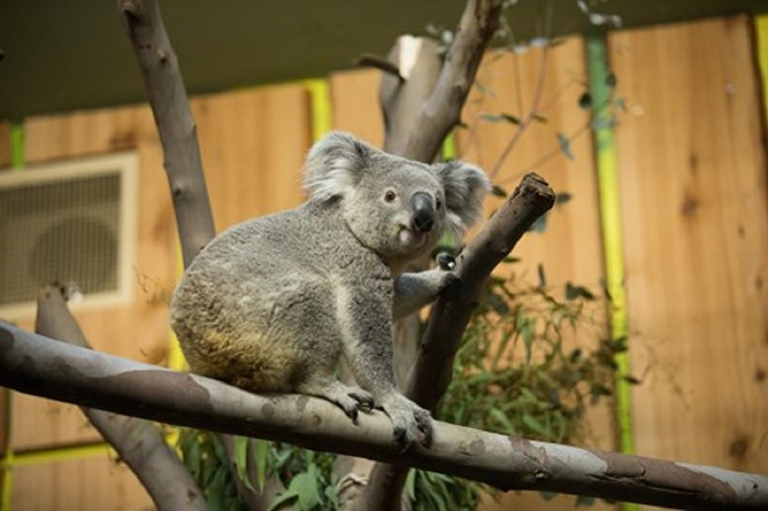 Koala sorprende a pasajeros al viajar en su propio asiento