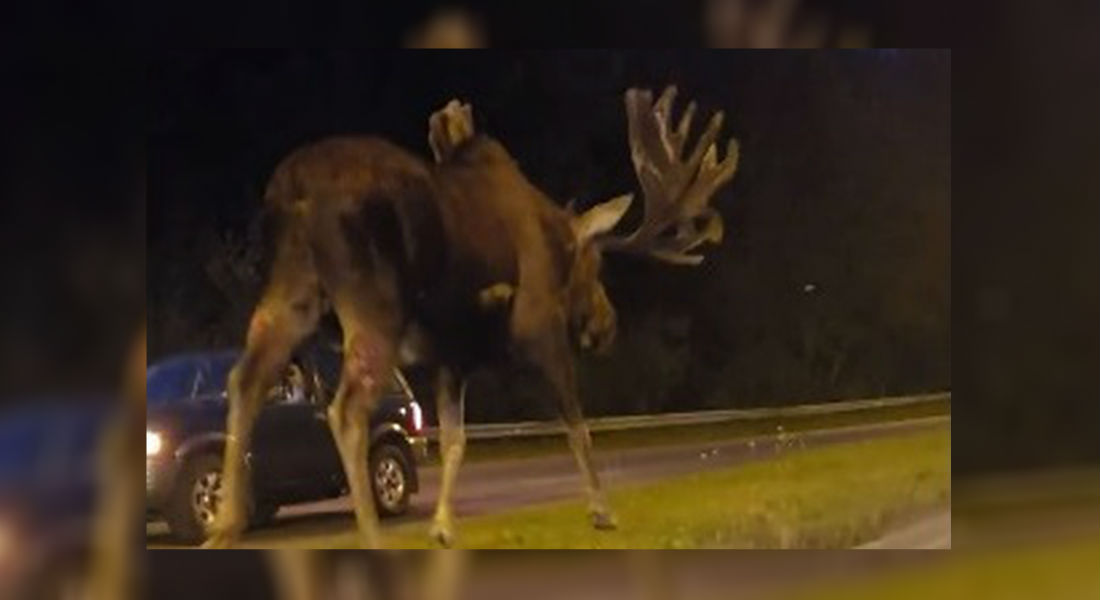 VIDEO: Alce gigante es captado a mitad de una carretera en Alaska