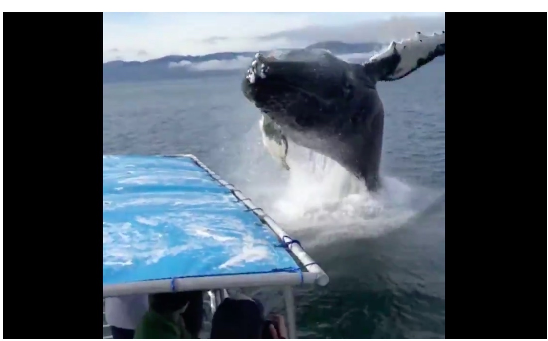 VIDEO: Ballena sorprende a turistas y casi hunde su embarcación