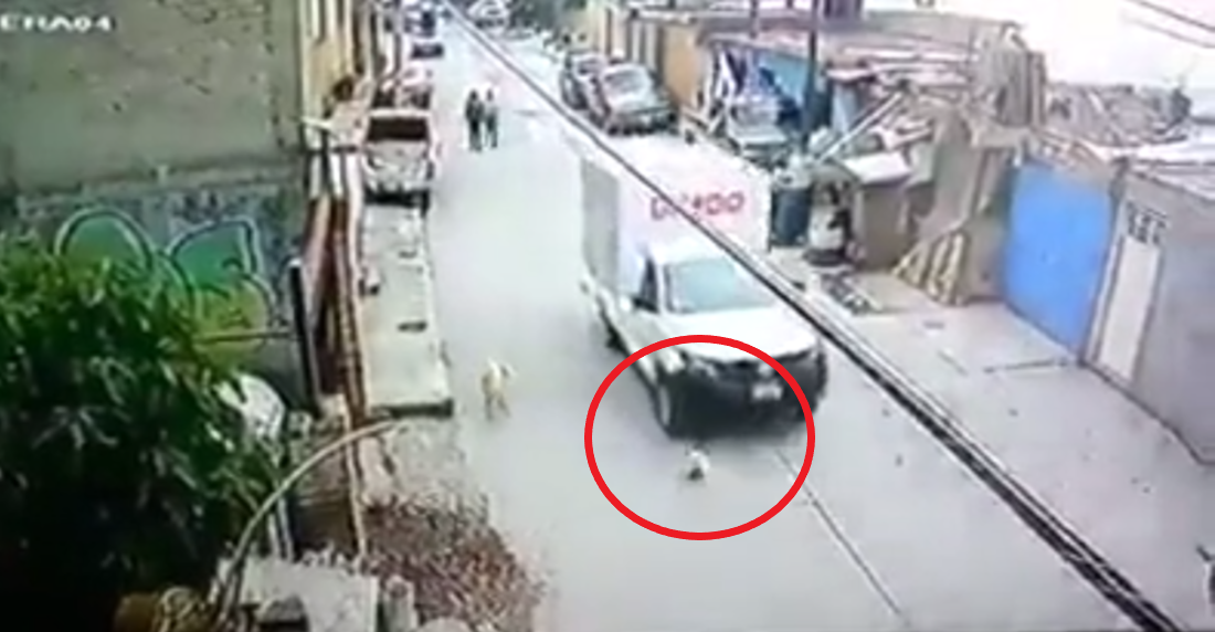 VIDEO: Camioneta de Bimbo atropella a un cachorro 😠