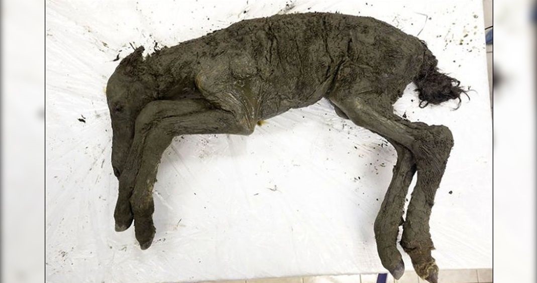 ¡Extraordinario! Hallan los restos de un caballo de hace 40 mil años