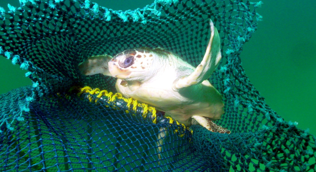 Pierden la vida 300 tortugas atrapadas en red de pesca