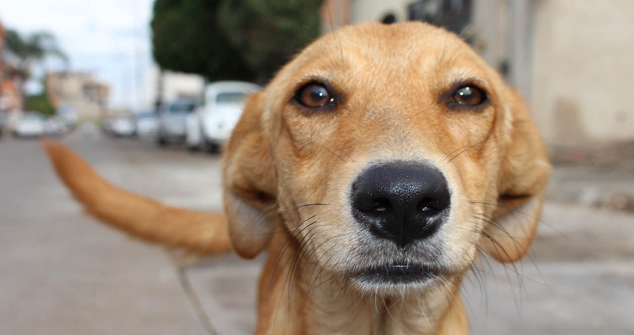 ¡NO compres! Hay 18 millones de perritos que quieren ser adoptados