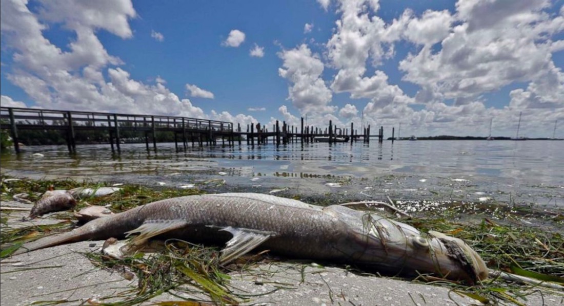 Estado de Florida declara emergencia por marea roja tóxica
