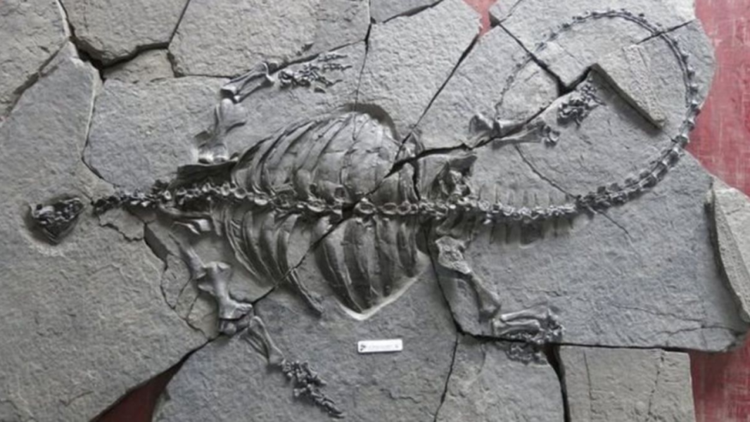 Este fósil de tortuga sin caparazón inquieta a varios científicos