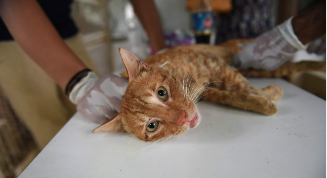 Albergue de animales congela gatos como «eutanasia alternativa»