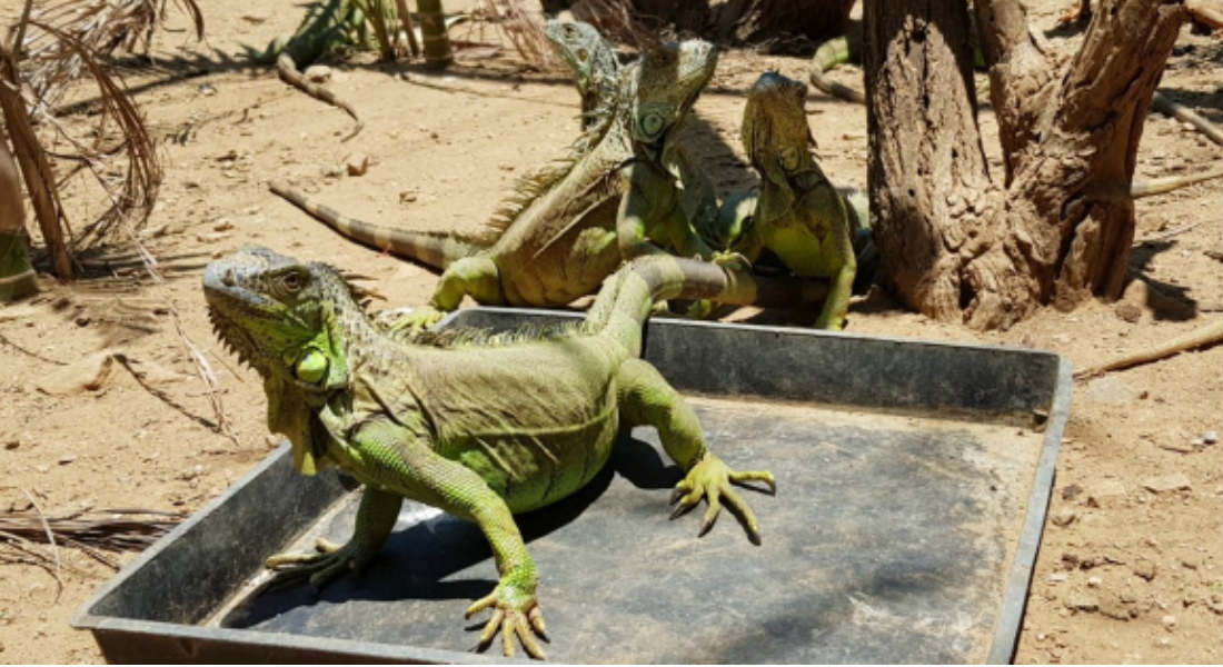 Cae hombre con 49 iguanas en peligro de extinción en Oaxaca