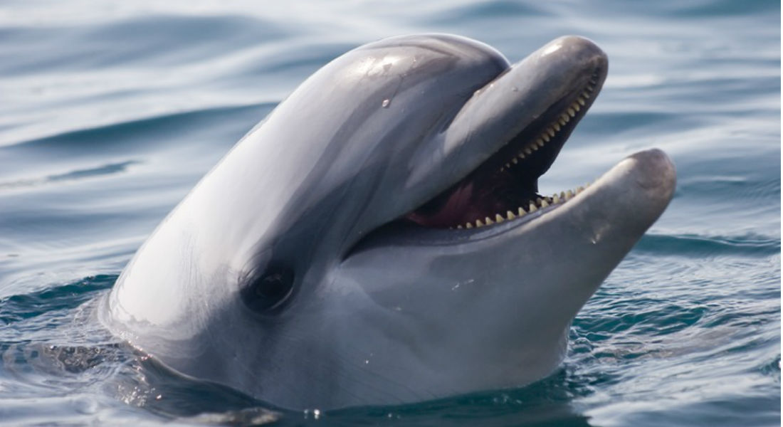 Pañal mata a delfín en playa de Oaxaca