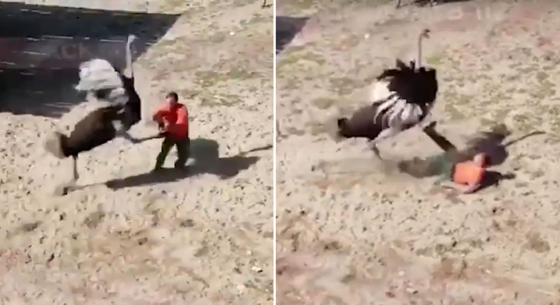 VIDEO: Avestruz «acomoda madrina» a cuidador que saltó su cerca
