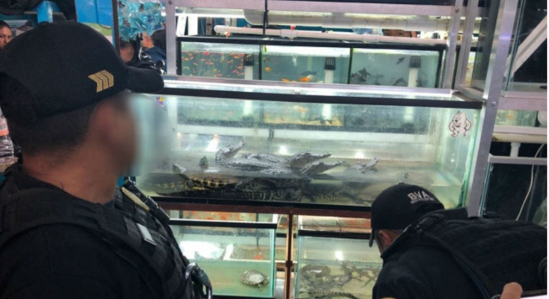 Desmantelan tienda de reptiles en peligro de extinción en la Morelos