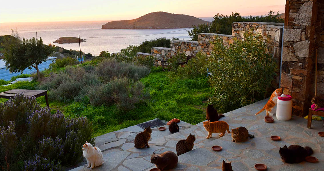 Ofrecen trabajo remunerado en increíble isla griega por cuidar 55 gatos