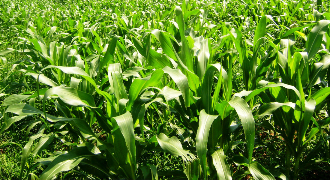 El maíz y el trigo subieron de precio en Chicago, pero la soja bajó