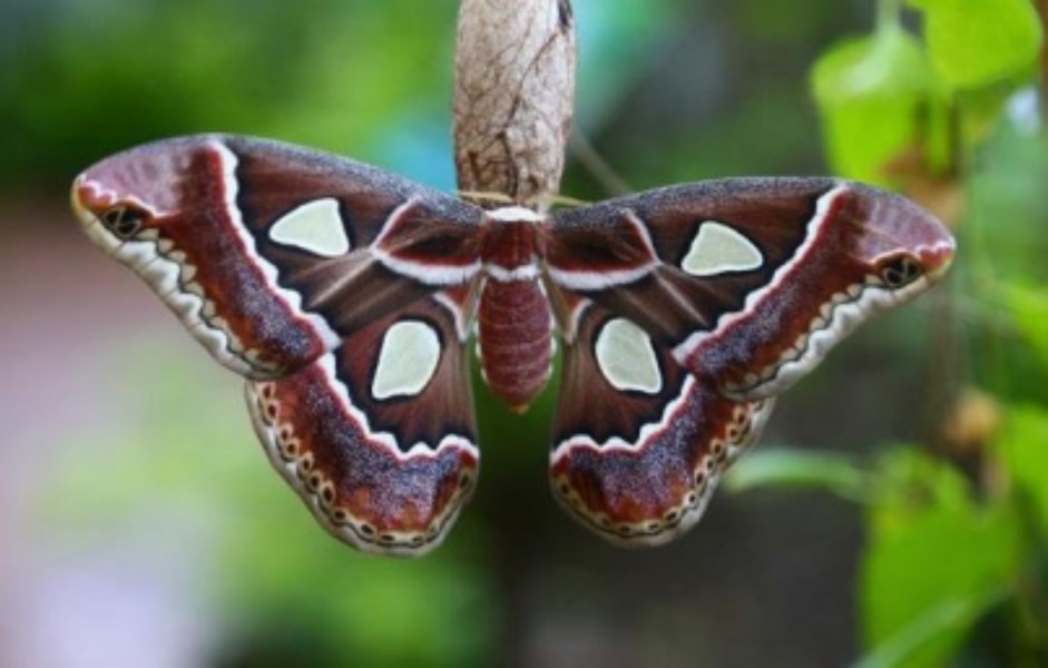 Sequía interrumpe ciclo de reproducción de la mariposa «cuatro espejos»