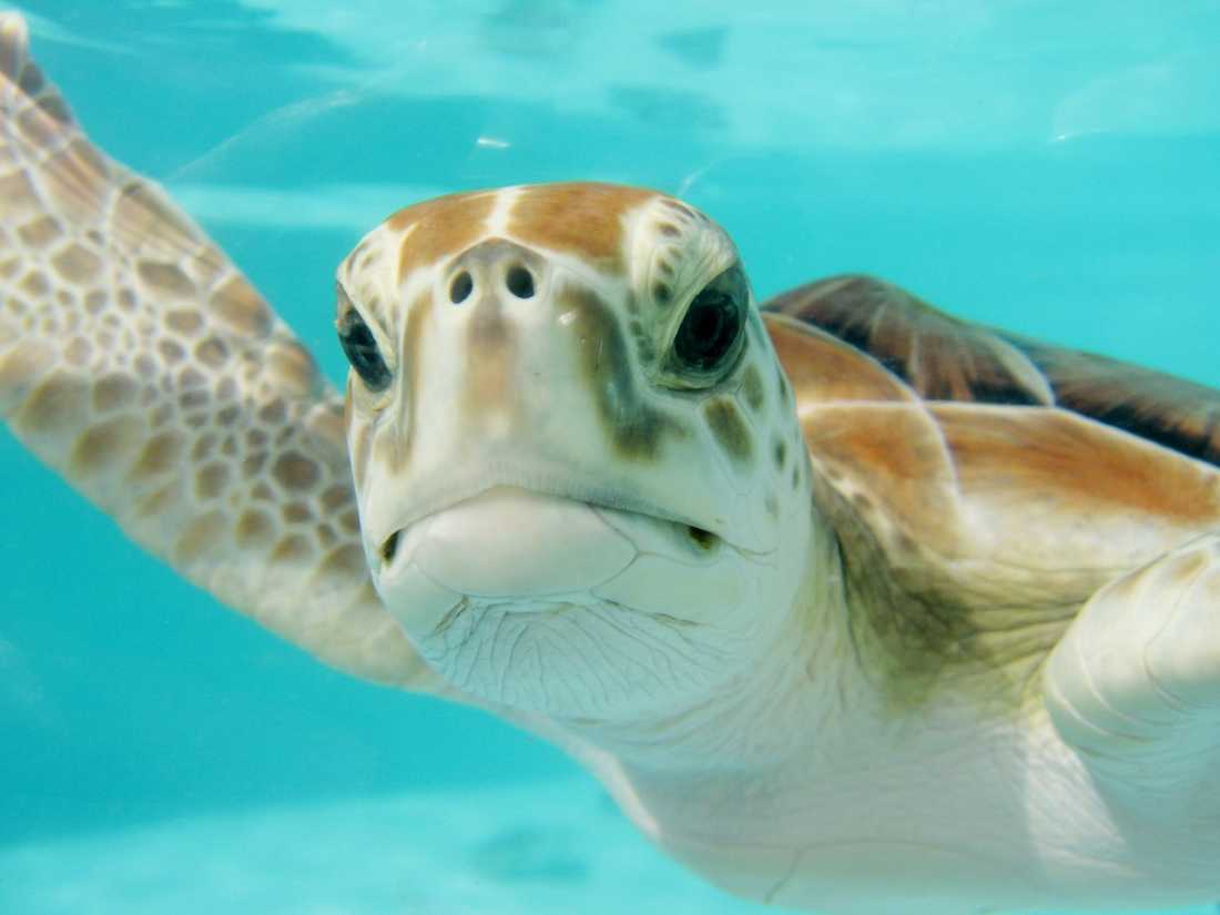 Mueren 113 tortugas marinas en costas de Chiapas