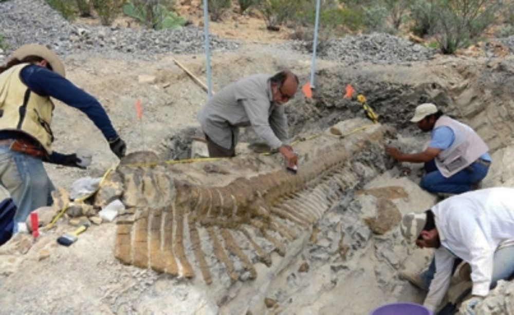 Preparan proyecto de resguardo de Colección Paleontológica en SLP