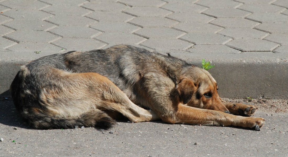 Aprueban iniciativa para exterminar perros callejeros en Argentina