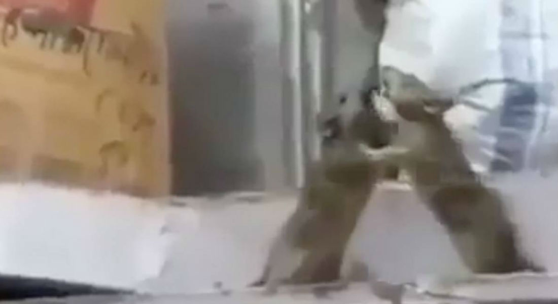 VIDEO: Encarnizada pelea entre dos ratas se vuelve viral