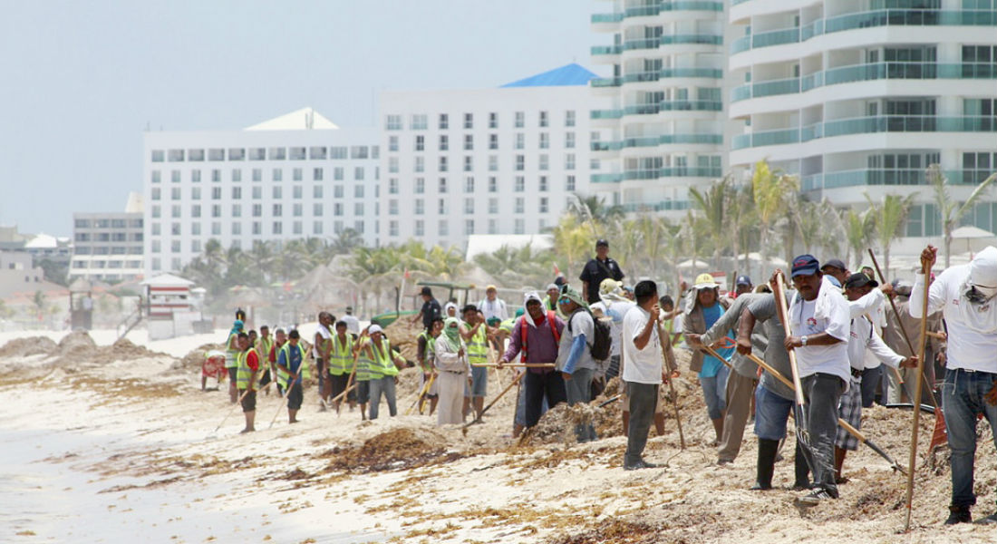 Aumento de sargazo en playas mexicanas provocaría un desastre natural